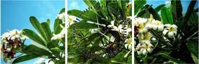 Kép - Plumeria (órával) (90x30 cm)