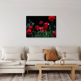 Kép - Pipacsok tánca (70x50 cm)