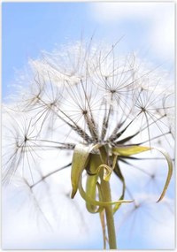 Poszterek 70x100 Pitypang Virág Virágok