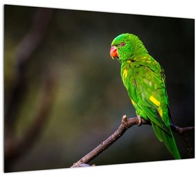 Papagáj egy ágon képe (üvegen) (70x50 cm)