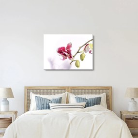 Orchidea virág képe (70x50 cm)