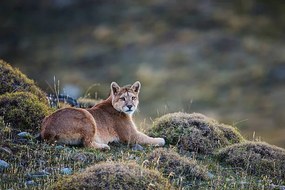 Fotográfia A puma laying in tuft grass, Jami Tarris