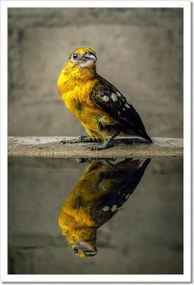 Poszterek keretben 40x60 Tükröződés a vízben Madár