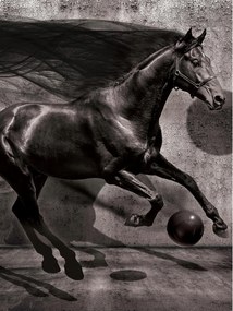 Fotótapéta állatok lovak fotótapéta 206 x 275