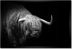 Poszter keretben 60x40 Skót tehén állat