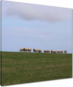 Vászonkép 50x50 Juh legeltetés Bárányok