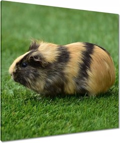 Vászonkép 90x90 Tengerimalac