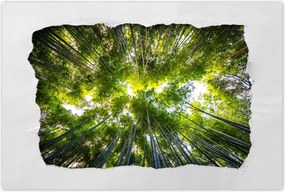 Poszterek 90x60 Bambusz trópusi erdő