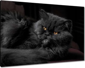 Vászonkép 100x70 Cica Cicák