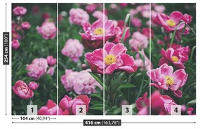 Fotótapéta Pink Peonies 104x70 cm