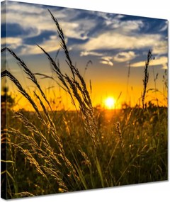 Vászonkép 30x30 Naplemente a fű között