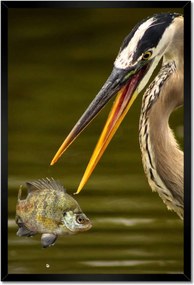 Poszterek keretben 40x60 Kalapos madár Tájkép Kilátás