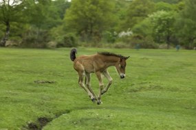 Poszter 45x30cm Csikó fut a mezőn, Assaf Frank