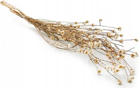 Szárított fehér búzavirág (Centaurea) szárított virágok