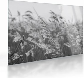 Üveg kép - Fű a szélben (70x50 cm)