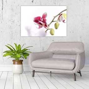 Orchidea virág képe (90x60 cm)