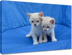 Vászonkép 70x50 Aranyos cicák Cicák