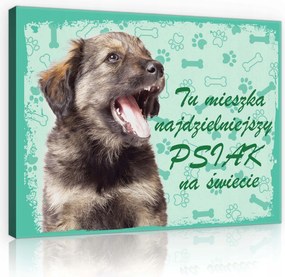 Vászonkép 60x40 Kiskutya kutya portré öröm játék mancsok türkiz pozitív