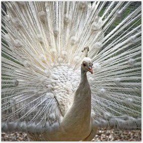 Poszterek 100x100 Madarak