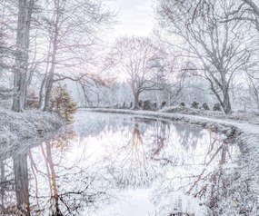 Poszter 60x50cm Csatorna fákkal, Assaf Frank