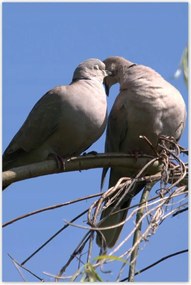 Poszterek 60x90 Szerelem Érzés Párkapcsolat