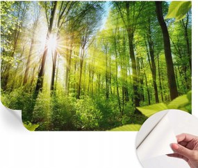 Öntapadós fali fotótapéta Hálószobába Erdei fény 152x104 cm