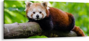 A vörös panda képe (120x50 cm)