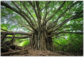 Poszterek 155x105 Fa Fák Kilátás