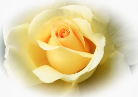 Sárga rózsa poszter, fotótapéta, Vlies (104 x 70,5 cm)