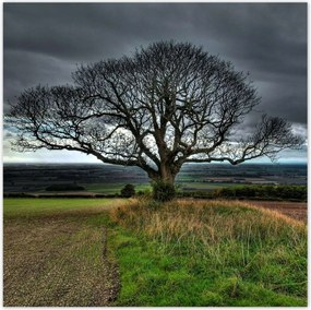 Plakátok 140x140 Fa táj