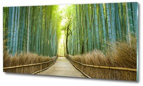 Üvegfotó Bambusz erdő osh-72519653