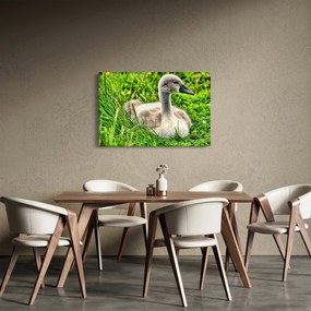Kép - kis hattyú a fűben (90x60 cm)