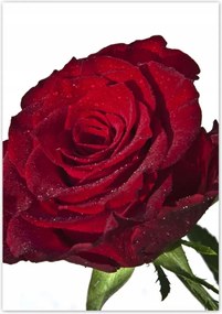 Poszterek 70x100 Vörös rózsa fehér