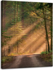 Vászonkép Ösvény az erdőben Fák Természet 30x40 cm