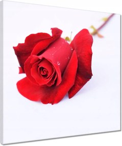 Vászonkép 40x40 Vörös rózsa a hóban