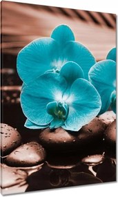 Vászonkép 70x100 Türkiz orchidea