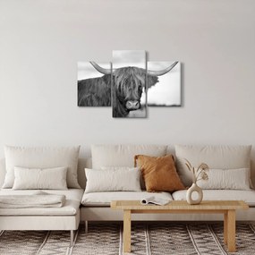 Kép - Skót tehén 2, fekete-fehér (90x60 cm)