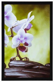 Poszter zen kövek és orchidea