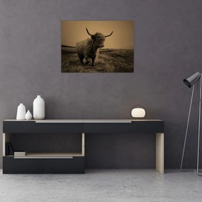 Kép - Skót tehén menekül (70x50 cm)