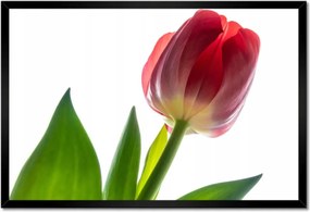 Poszter keretben 60x40 Piros tulipán virág