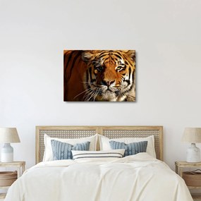 Tigris képe (70x50 cm)