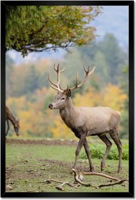 Poszterek keretben 40x60 Szarvas a szeretett szarvassal
