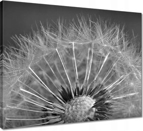 Vászonkép 50x40 Pitypang Virág Virágok