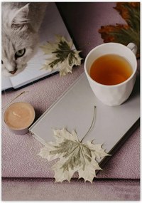 Poszterek 70x100 Cica Cicák