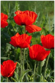 Poszterek 80x120 Pipacs Virágok