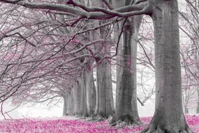 Poszter 45x30cm Fák egy sorban rózsaszín levelek, Assaf Frank