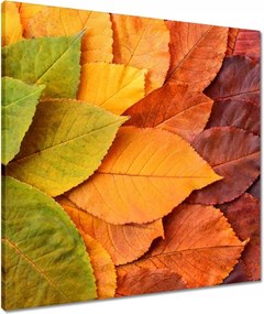 Vászonkép 60x60 Őszi színes levelek Levelek az ősz színeiben