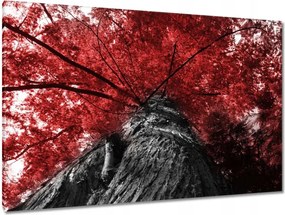 Vászonkép 120x80 mamutfenyő Magas fa