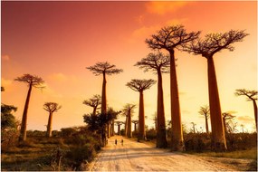 Kép - Naplemente a Baobab Alley-ben (90x60 cm)