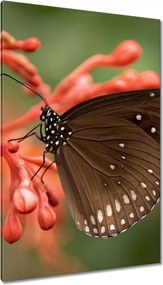Vászonkép 80x120 Barna pillangó